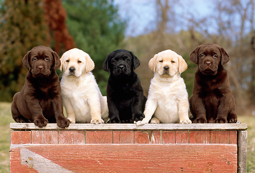 Labradors Labrador Retriever Puppies Labrador Retriever Dog Labrador Retriever