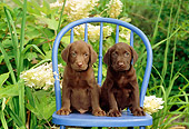 PUP 05 CE0011 01
Two Chocolate Labrador Retriever Puppies Sitting On Blue Chair By Flowers