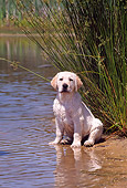 PUP 05 CE0013 01
Yellow Labrador Retriever Puppy Sitting By Reeds At Edge Of Lake