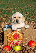 PUP 05 CE0014 01
Yellow Labrador Retriever Puppy Sitting In Apple Box On Grass By Autumn Leaves