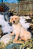 PUP 05 CE0015 01
Yellow Labrador Retriever Puppy Sitting On Rocks By Snow And Fence