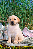 PUP 05 CE0018 01
Yellow Labrador Retriever Puppy Sitting On Crab Pot By Oyster Basket Tall Grass