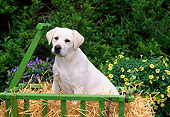 PUP 05 CE0019 01
Yellow Labrador Retriever Puppy Sitting In Cart By Flowers And Shrubs