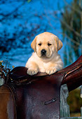 PUP 05 CE0020 01
Yellow Labrador Retriever Puppy Peeking Over Saddle Blue Sky Trees