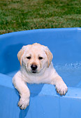 PUP 05 CE0021 01
Head On Shoulder Shot Of Yellow Labrador Retriever Puppy Sitting In Baby Pool