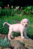 PUP 05 CE0024 01
Yellow Labrador Retriever Puppy Stepping On Rock In Garden