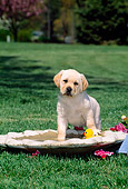 PUP 05 CE0025 01
Yellow Labrador Retriever Puppy Stepping In Birdbath On Grass