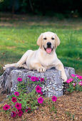 PUP 05 CE0026 01
Head On View Of Yellow Labrador Retriever Puppy Laying On Tree Stump By Flowers