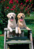 PUP 05 CE0027 01
Head On View Of Two Yellow Labrador Retriever Puppies Leaning On Stepladder By Flowering Shrub