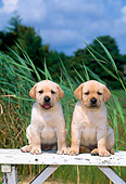 PUP 05 CE0028 01
Two Yellow Labrador Retriever Puppies Sitting On Wooden Bench By Tall Grass