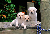 PUP 05 CE0029 01
Three Yellow Labrador Retriever Puppies Sitting On Dock