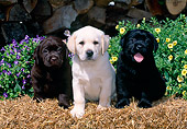 PUP 05 CE0031 01
Black Yellow And Chocolate  Labrador Retrievers Sitting On Hay Bale By Flowers