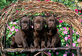PUP 05 CE0032 01
Three Chocolate Labrador Retrievers Sitting On Twig Bench By Flowers