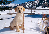 PUP 05 DB0009 01
Yellow Labrador Retriever Puppy In Snow