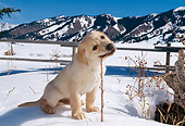 PUP 05 DB0010 01
Yellow Labrador Retriever Puppy Chewing Twig In Snow