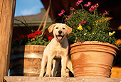 PUP 05 DB0013 01
Yellow Labrador Retriever Puppy Standing On Porch With Flower Pot