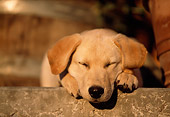 PUP 05 DB0015 01
Yellow Labrador Retriever Puppy Sleeping On Porch