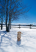 PUP 05 DB0020 01
Yellow Labrador Retriever Puppy In Snow