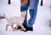 PUP 05 DB0021 01
Yellow Labrador Retriever Puppy In Snow With Owner