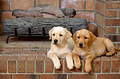 PUP 05 DC0008 02
Two Yellow Labrador Retriever Puppies Laying By Fireplace