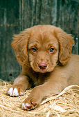 PUP 05 DC0022 02
Shoulder Shot Of Nova Scotia Duck Tolling Retriever Puppy Laying On Hay