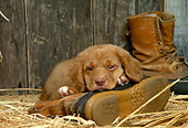 PUP 05 DC0025 01
Portrait Of Nova Scotia Duck Tolling Retriever Puppy Laying On Boot