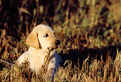 PUP 05 DS0001 01
Yellow Labrador Retriever Puppy Laying In Grass Holding Stick In Mouth