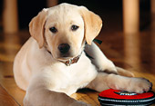 PUP 05 DS0002 01
Yellow Labrador Retriever Puppy Laying On Hardwood Floor With Paw On Toy