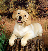 PUP 05 FA0002 01
Yellow Labrador Retriever Puppy Laying On Tree Stump