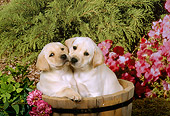PUP 05 FA0004 01
Two Yellow Labrador Retriever Puppies Sitting In Wooden Bucket By Flowers