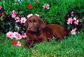 PUP 05 FA0006 01
Chocolate Labrador Retriever Puppy Laying On Grass By Pink Flowers