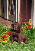 PUP 05 FA0009 01
Chocolate Labrador Retriever Puppy Sitting On Grass By Red Flowers And Barn