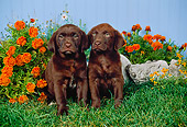 PUP 05 FA0011 01
Two Chocolate Labrador Retriever Puppies Sitting On Grass By Orange Flowers And Blue Fence