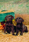 PUP 05 FA0012 01
Two Chocolate Labrador Retriever Puppies Sitting On Straw