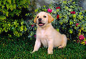 PUP 05 FA0014 01
Yellow Labrador Retriever Puppy Sitting On Grass By Shrub