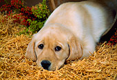 PUP 05 FA0015 01
Yellow Labrador Retriever Puppy Laying On Straw