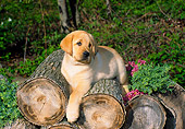 PUP 05 FA0016 01
Yellow Labrador Retriever Puppy Laying On Logs