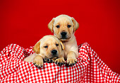 PUP 05 FA0019 01
Two Yellow Labrador Retriever Puppies Sitting In Checkered Cloth Basket