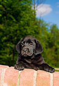 PUP 05 FA0020 01
Black Labrador Retriever Puppy Looking Over Brick Wall