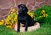 PUP 05 FA0021 01
Black Labrador Retriever Puppy Sitting In Garden