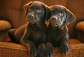 PUP 05 GR0004 01
Head Shot Of Two Chocolate Labrador Puppies Laying On Chair