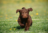 PUP 05 GR0009 01
Chocolate Labrador Retriever Puppy Running On Grass Towards Camera