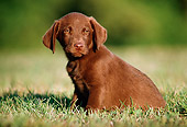 PUP 05 GR0013 01
Chocolate Labrador Retriever Puppy Sitting In Grass