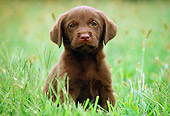 PUP 05 GR0013 02
Chocolate Labrador Retriever Puppy Sitting In Grass