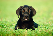 PUP 05 GR0017 02
Black Labrador Retriever Puppy Laying In Grass