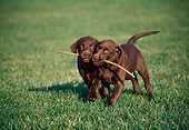 PUP 05 GR0023 01
Two Chocolate Labrador Retriever Puppies Running With Stick In Mouth On Grass