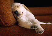 PUP 05 GR0029 01
Yellow Labrador Retriever Puppy Sleeping On Armchair
