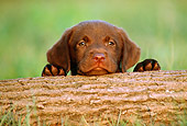 PUP 05 GR0033 01
Chocolate Labrador Retreiver Puppy Peeking Over Log
