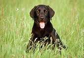 PUP 05 GR0037 01
Shoulder Shot Of Black Labrador Retriever Puppy Sitting In Field Of Tall Grass