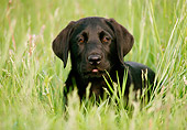 PUP 05 GR0038 01
Black Labrador Retriever Puppy Laying In Field Of Tall Grass
